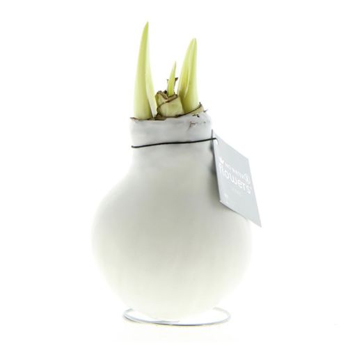 Amaryllis bulb in gift box - Image 8